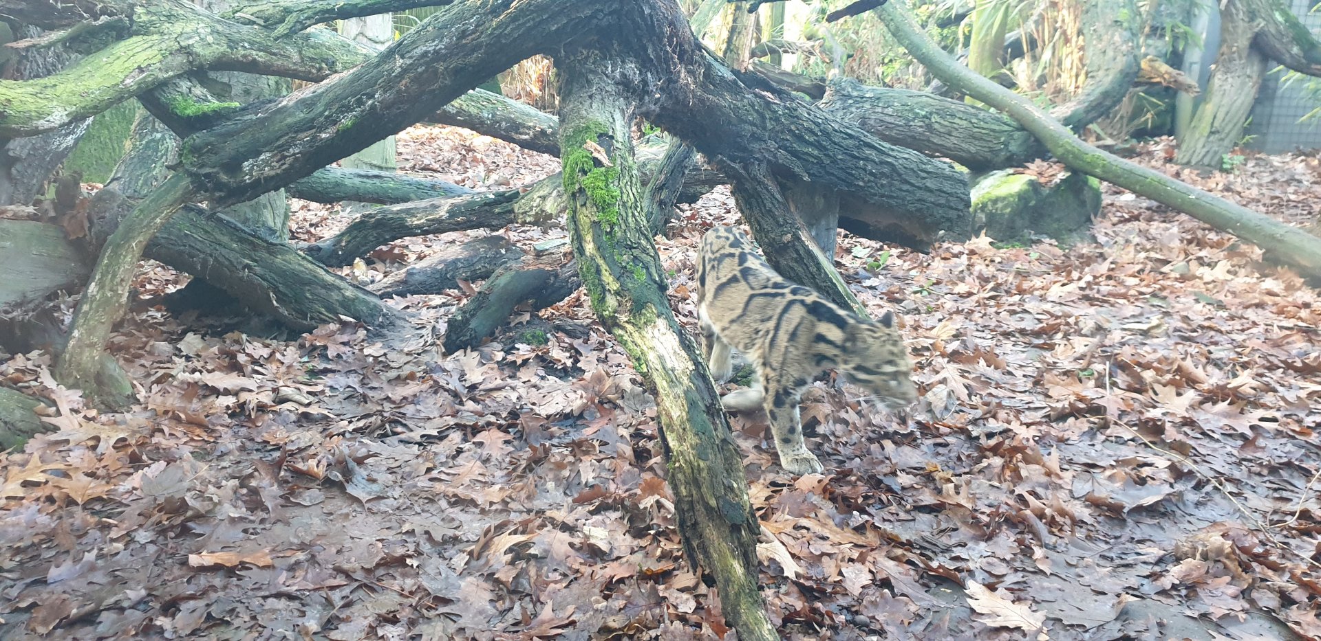 Indochinese clouded leopard