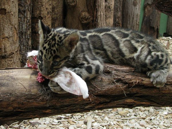 Indochinese clouded leopard
