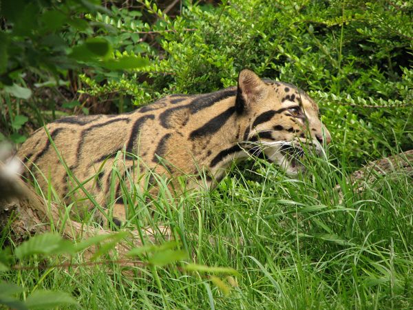 Indochinese clouded leopard