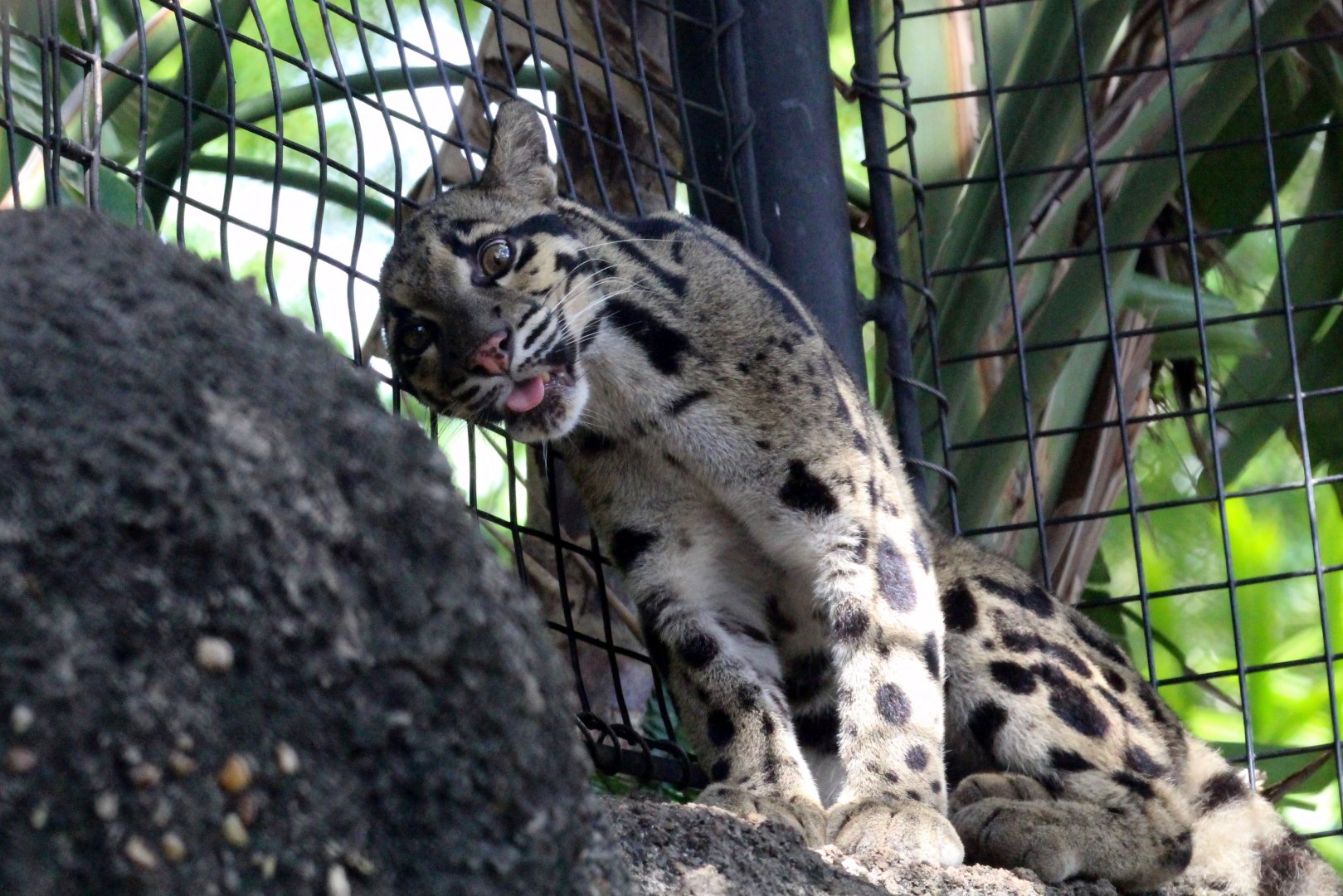 Indochinese Clouded Leopard