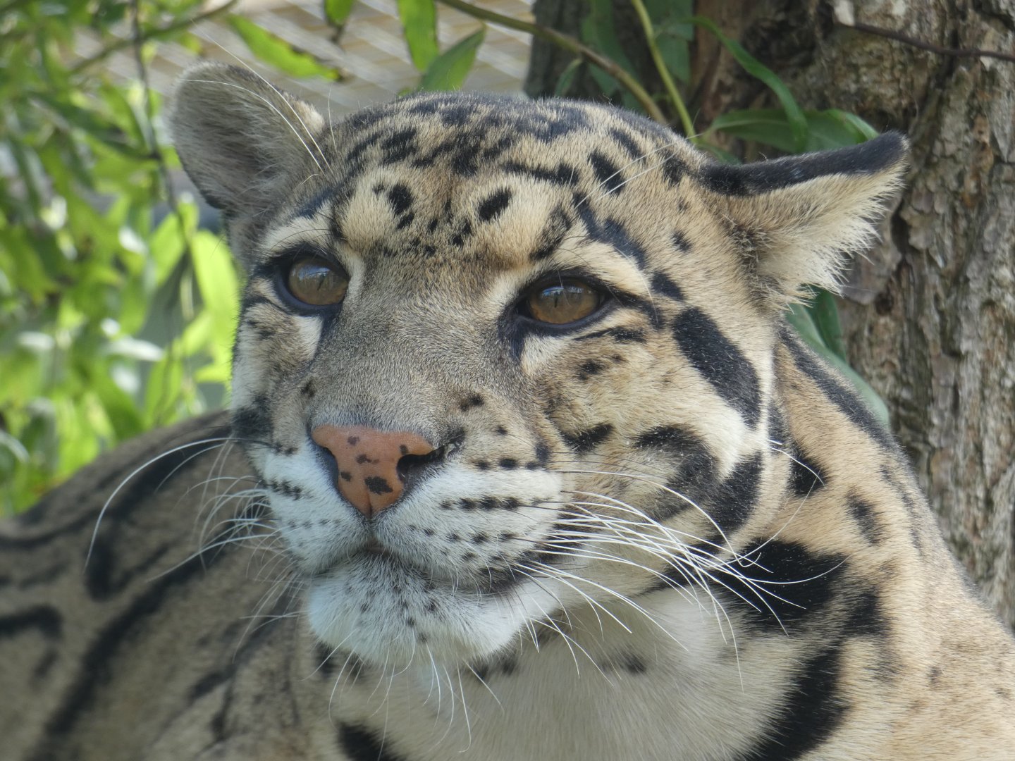 Indochinese clouded leopard