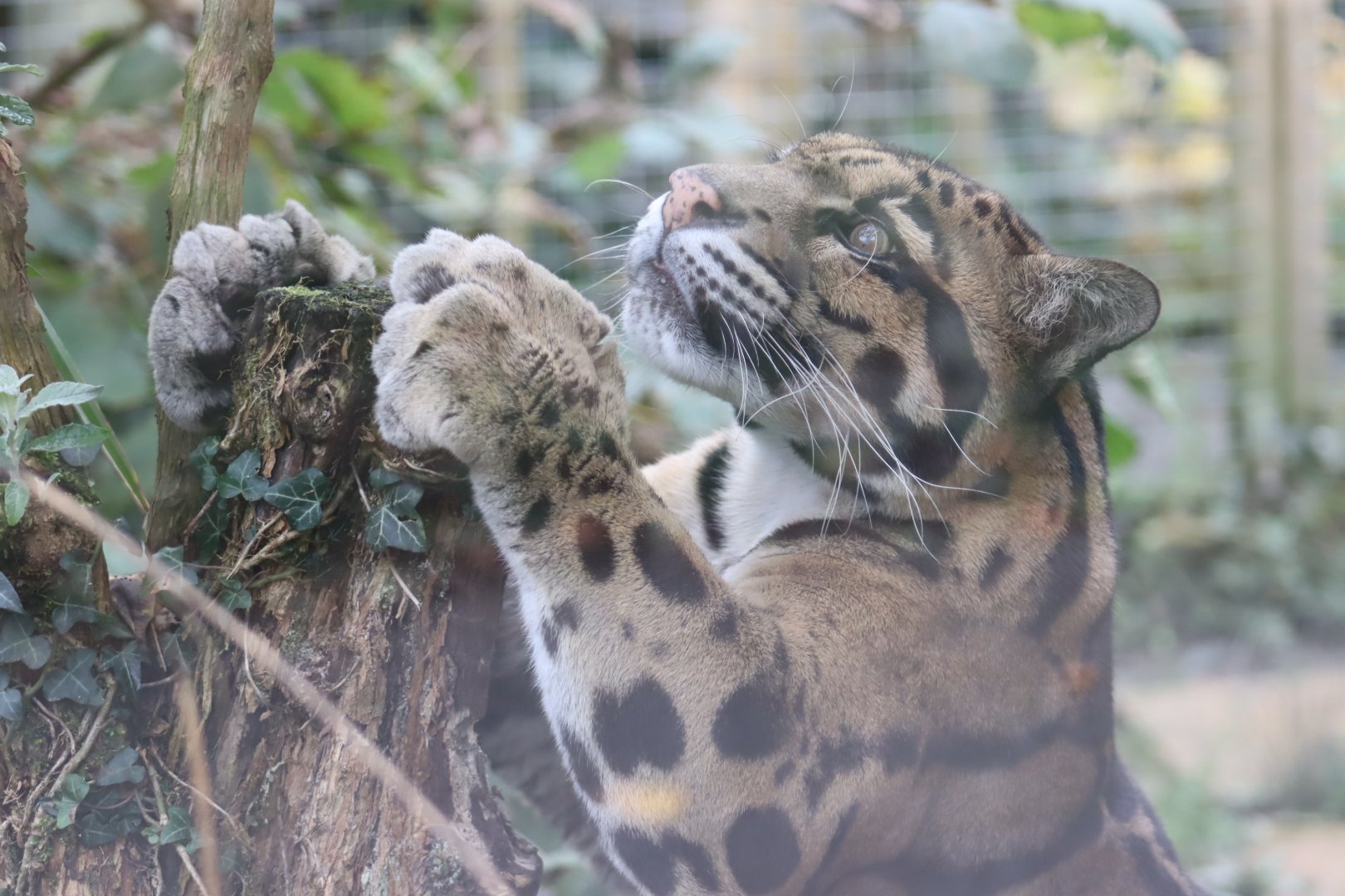 Indochinese Clouded Leopard