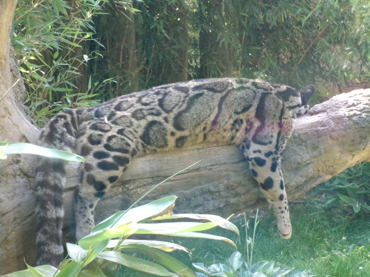 Indochinese clouded leopard
