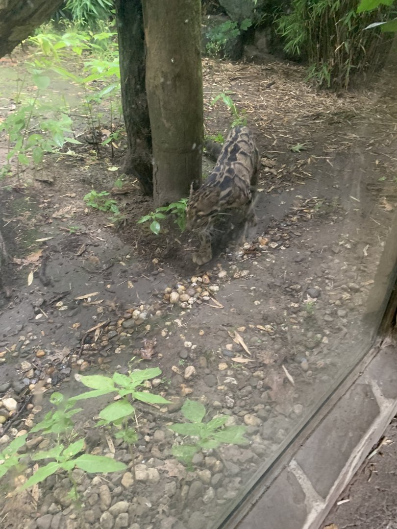 Indochinese clouded leopard