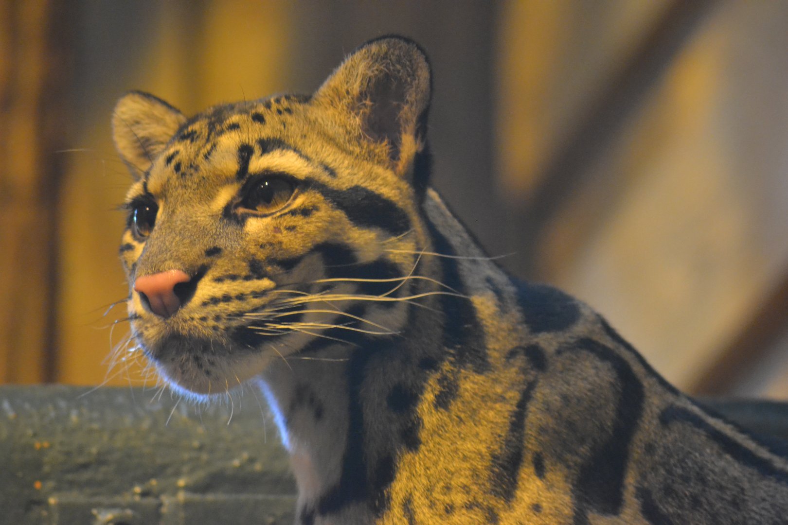 Indochinese clouded leopard