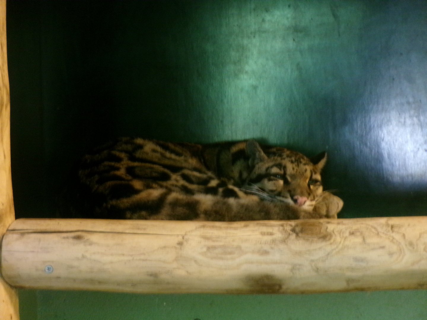 Indochinese clouded leopard