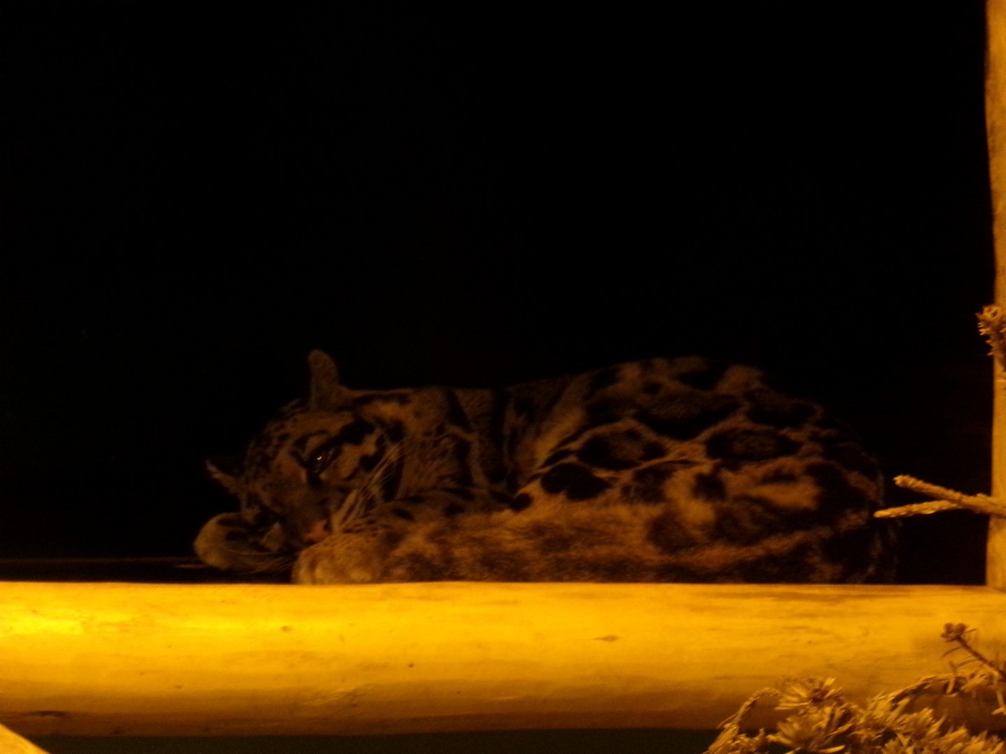 Indochinese clouded leopard