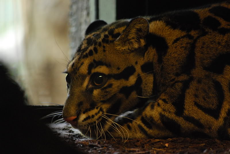 Indochinese clouded leopard