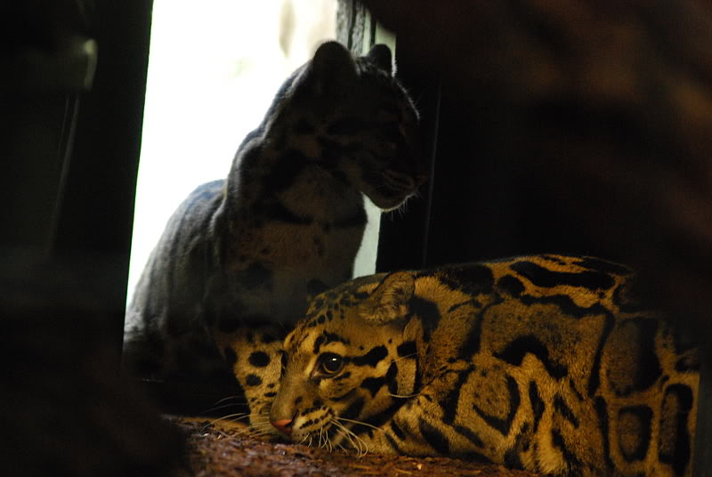 Indochinese clouded leopard