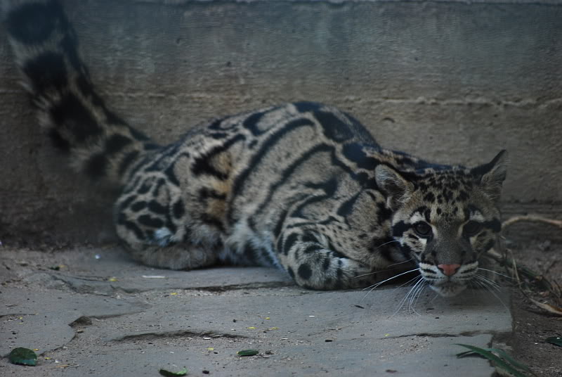 Indochinese clouded leopard