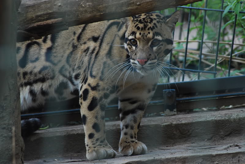 Indochinese clouded leopard