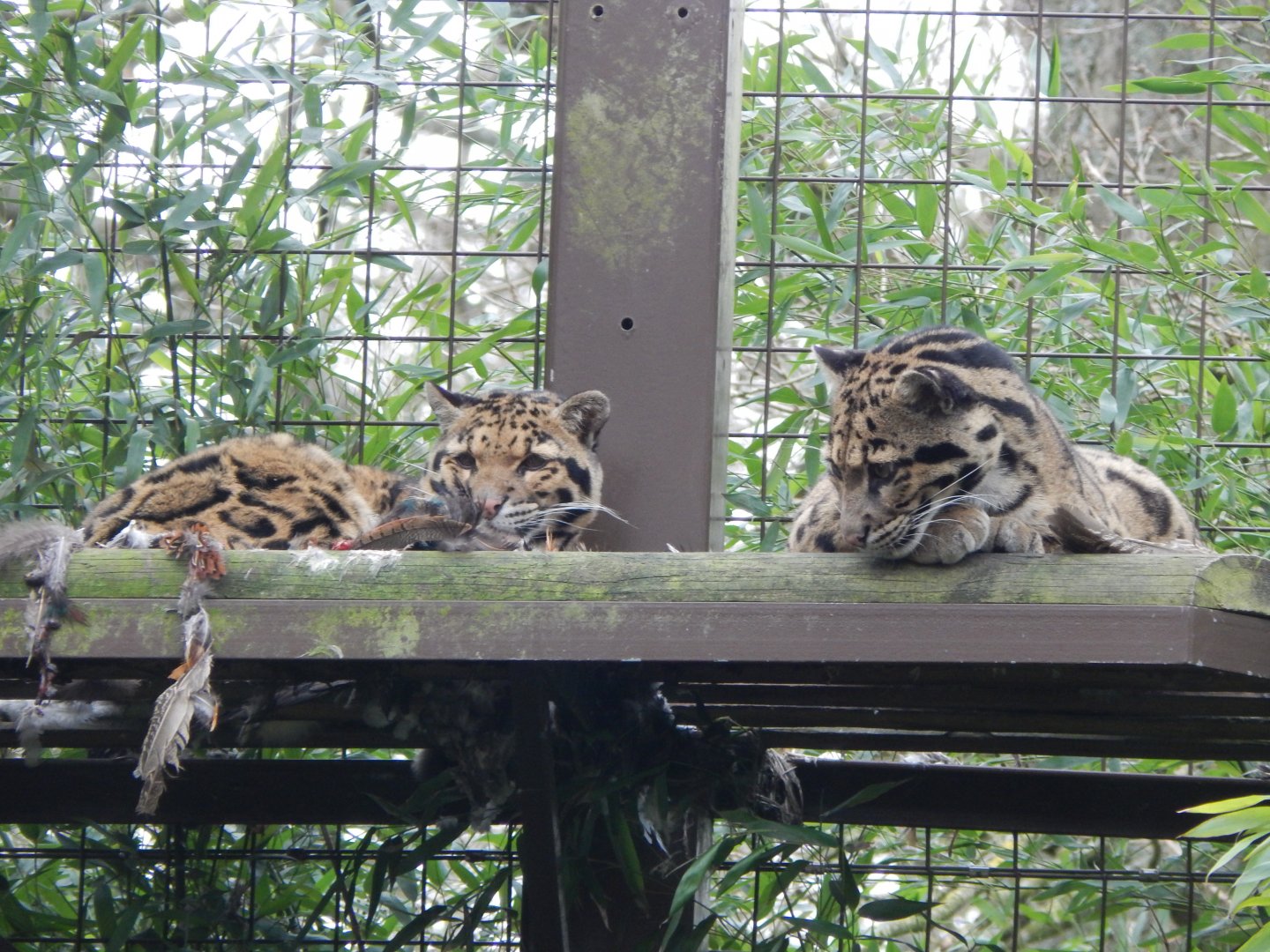 Indochinese clouded leopards 280222