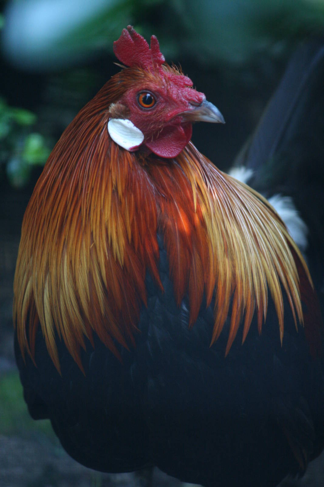 Indochinese cochin red junglefowl
