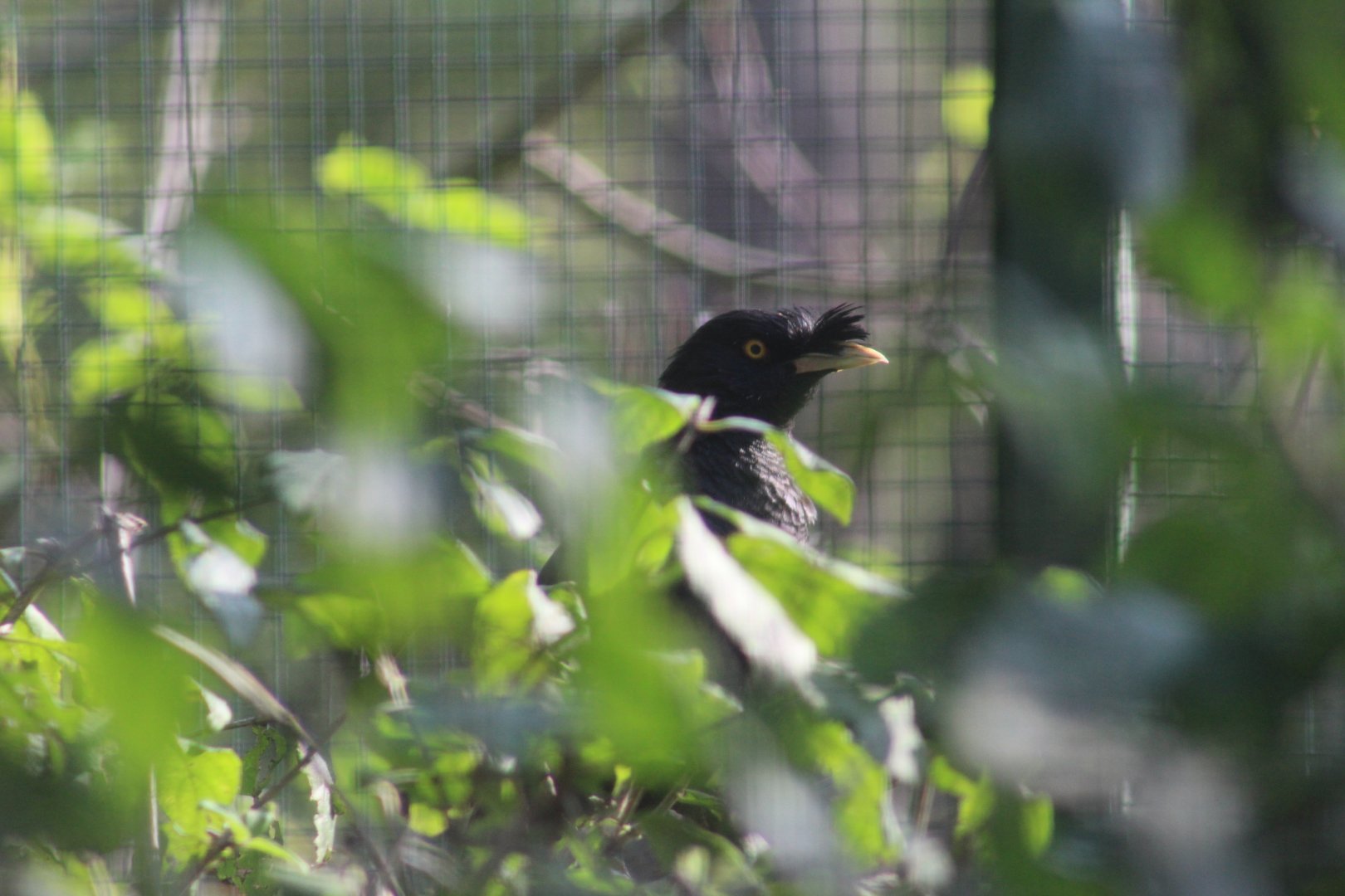 Indochinese Crested Mynah