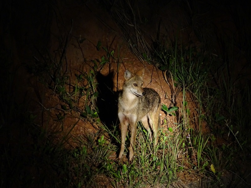 Indochinese golden jackal (Canis aureus cruesemanni)