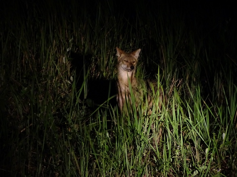 Indochinese golden jackal (Canis aureus cruesemanni)