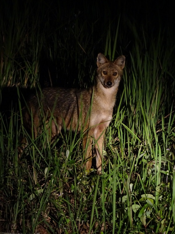 Indochinese golden jackal (Canis aureus cruesemanni)