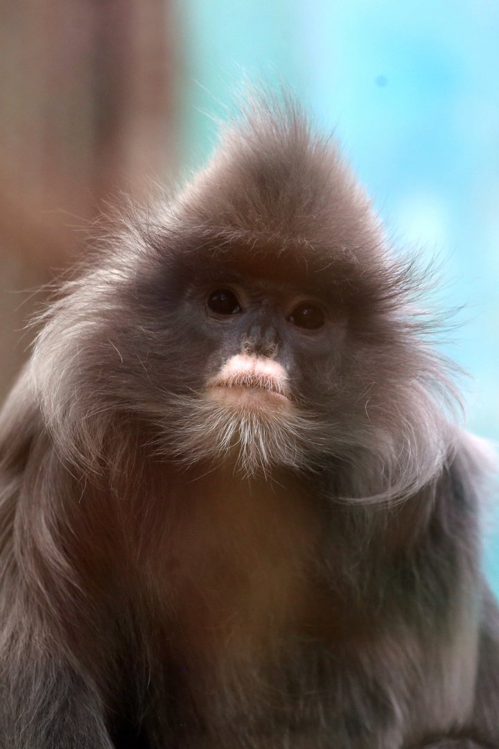 Indochinese Gray Langur (Trachypithecus crepusculus)