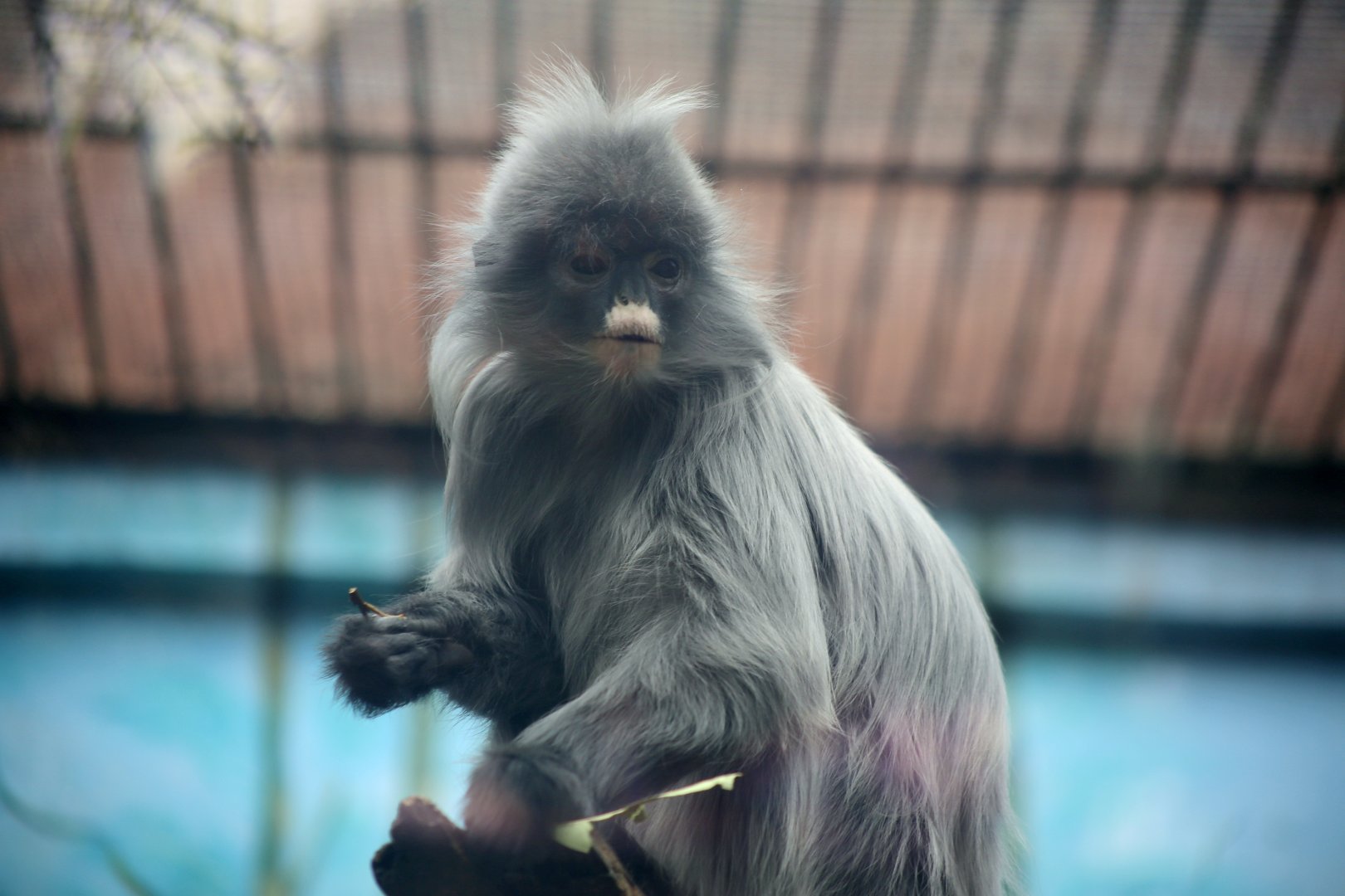 Indochinese Gray Langur (Trachypithecus crepusculus)