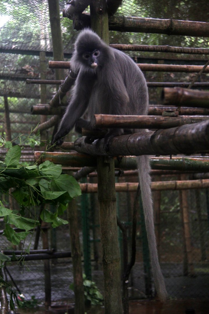 Indochinese gray langur (Trachypitheucs crepusculus)