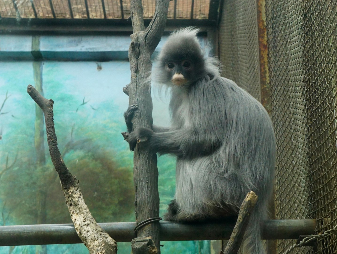Indochinese gray langur