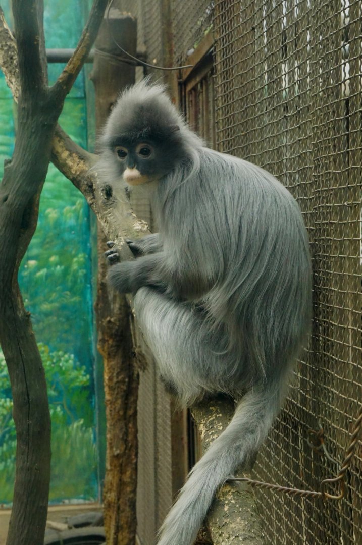 Indochinese gray langur