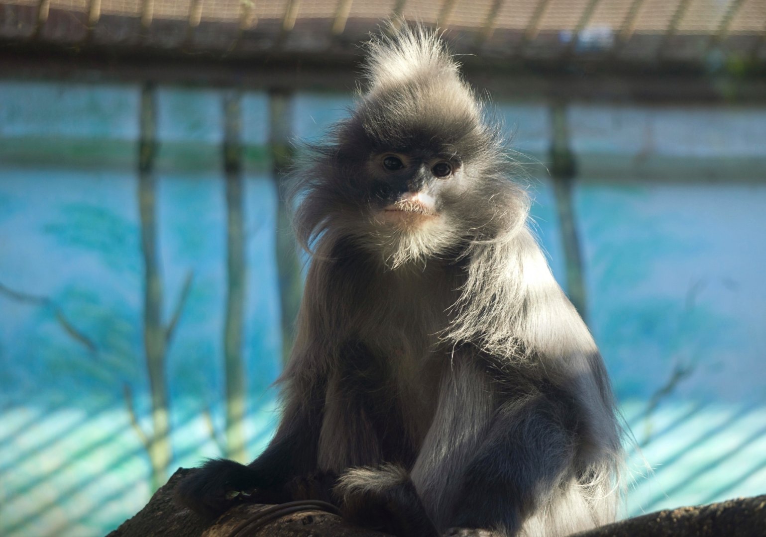 Indochinese gray langur