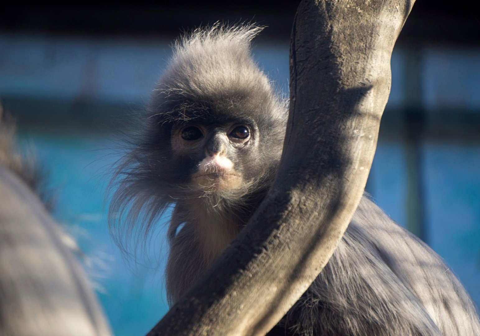 Indochinese gray langur