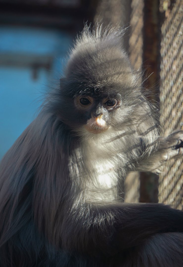 Indochinese gray langur