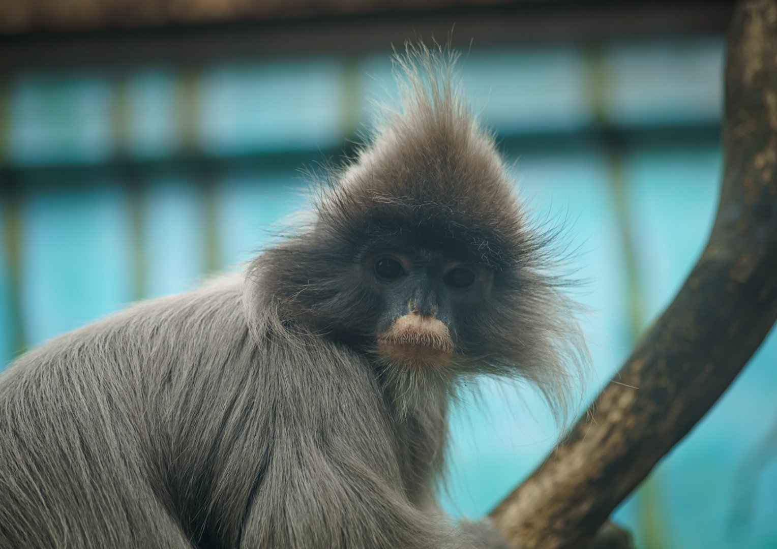Indochinese gray langur