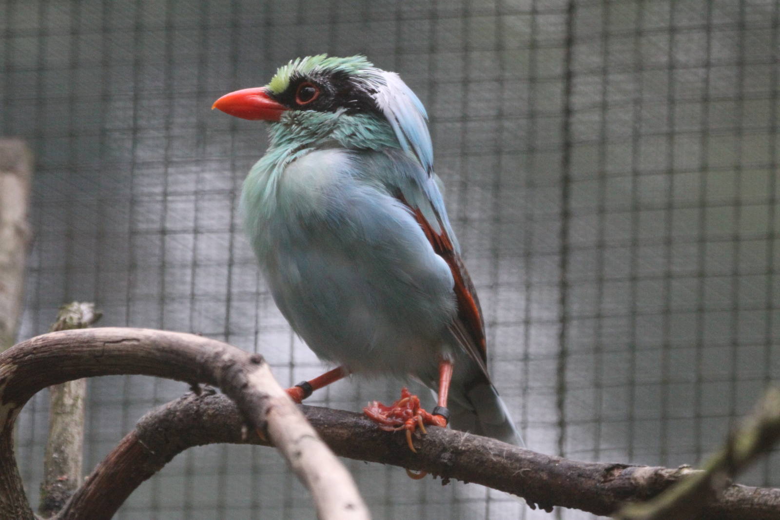 Indochinese Green Magpie (Cissa hypoleuca concolor) october 2009