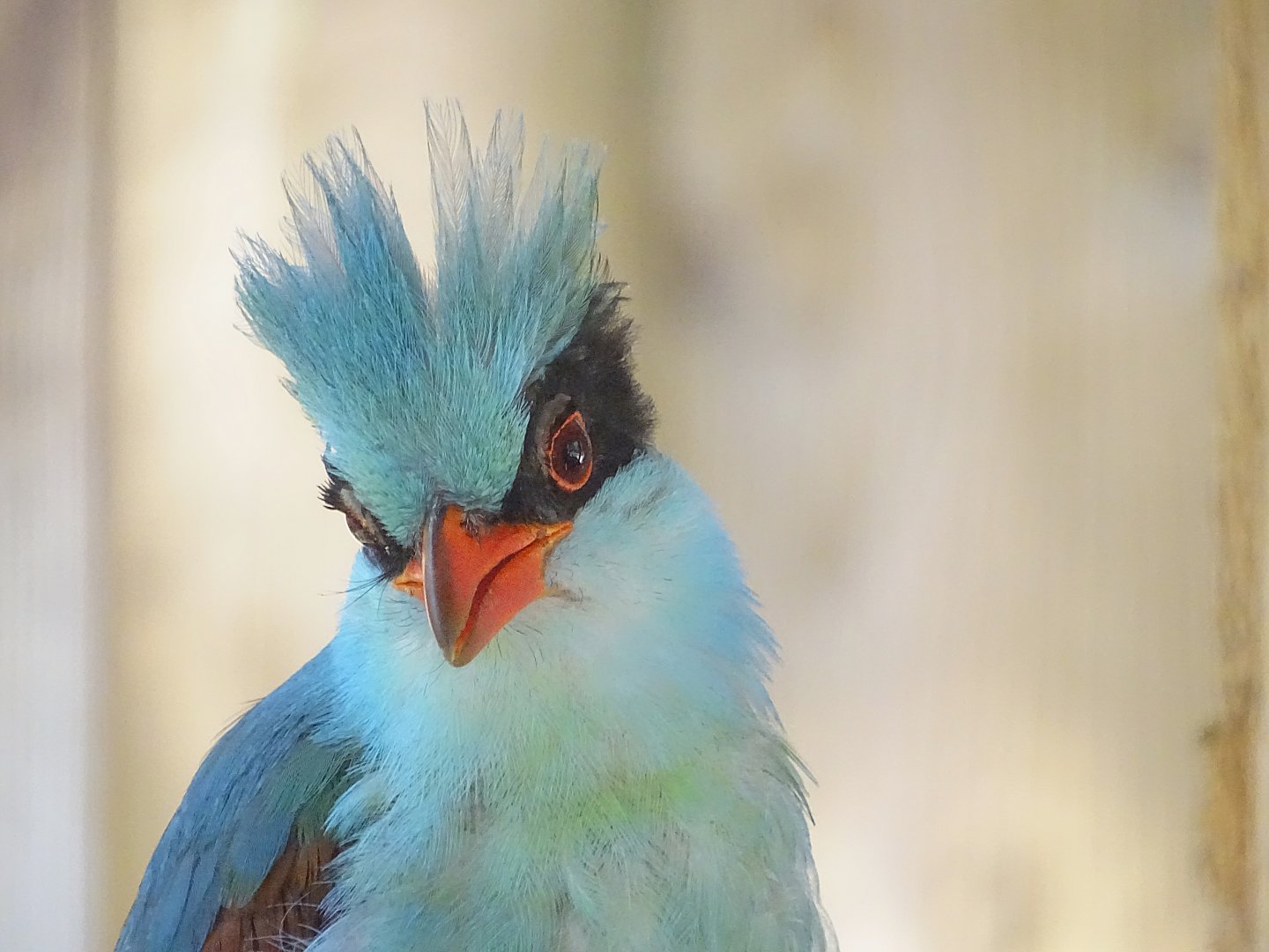 Indochinese green magpie (Cissa hypoleuca concolor)