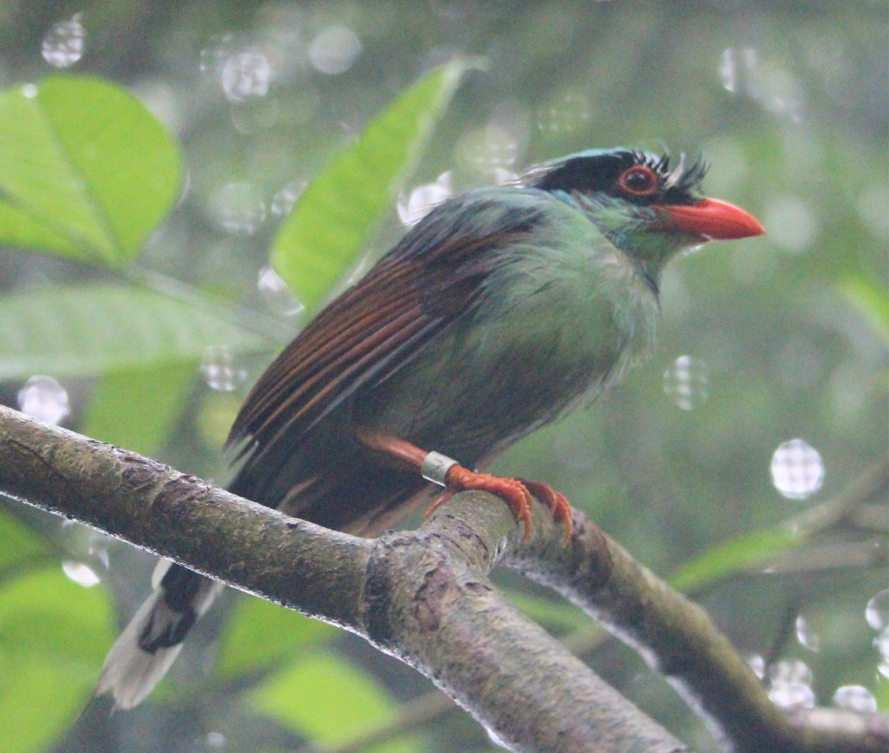 Indochinese Green Magpie (Cissa hypoleuca), just after the rain