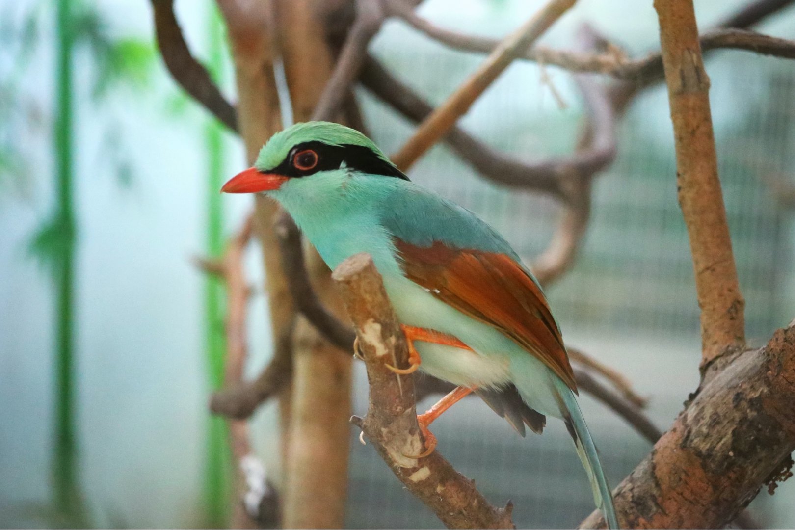 Indochinese Green Magpie (Cissa hypoleuca)