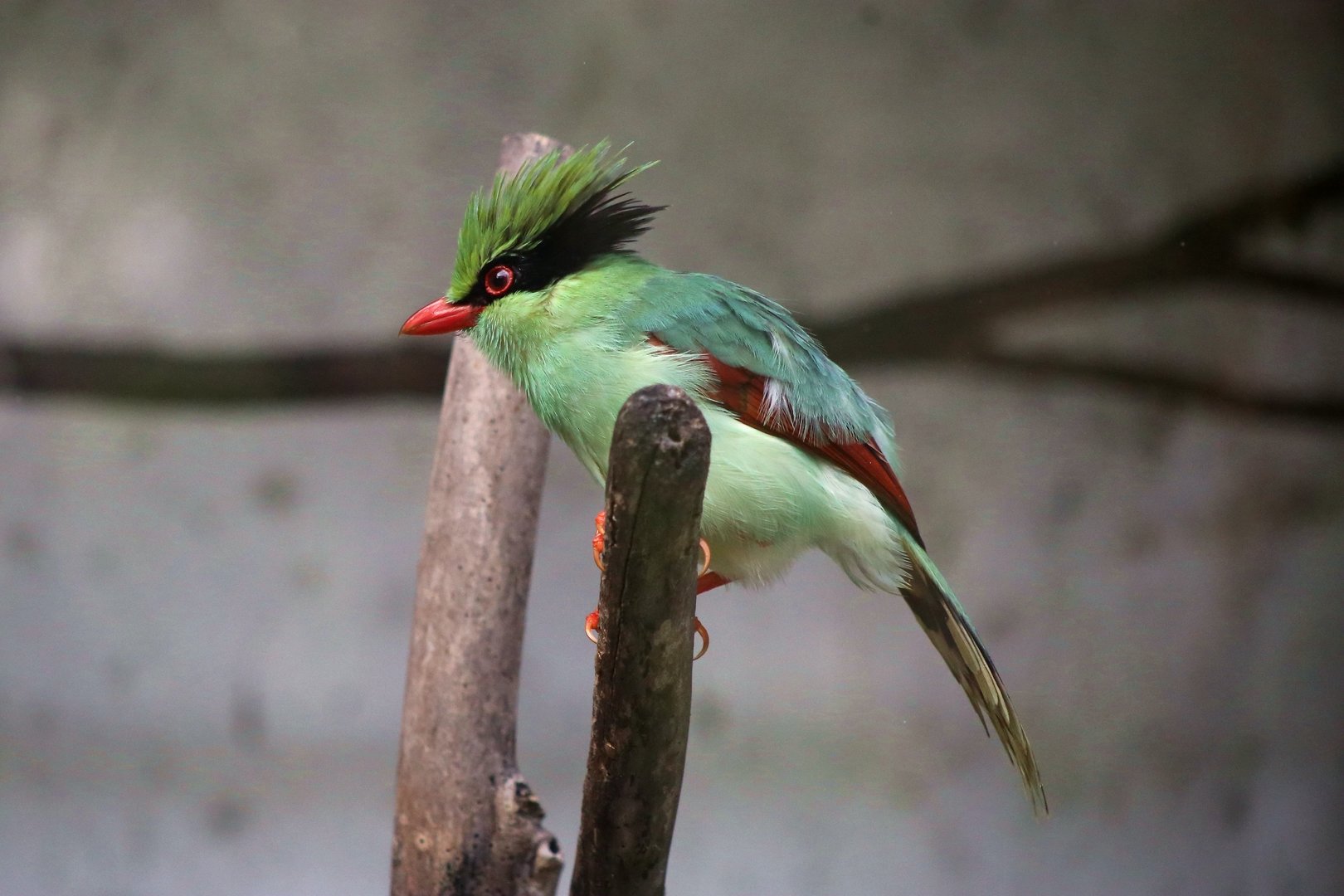Indochinese Green Magpie (Cissa hypoleuca)