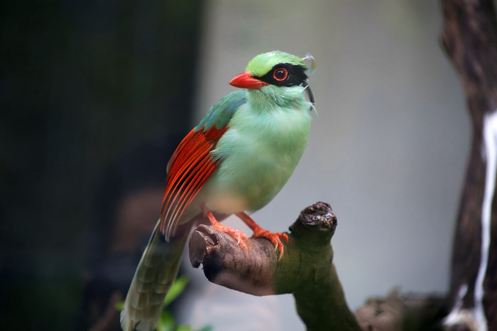 Indochinese Green Magpie (Cissa hypoleuca)