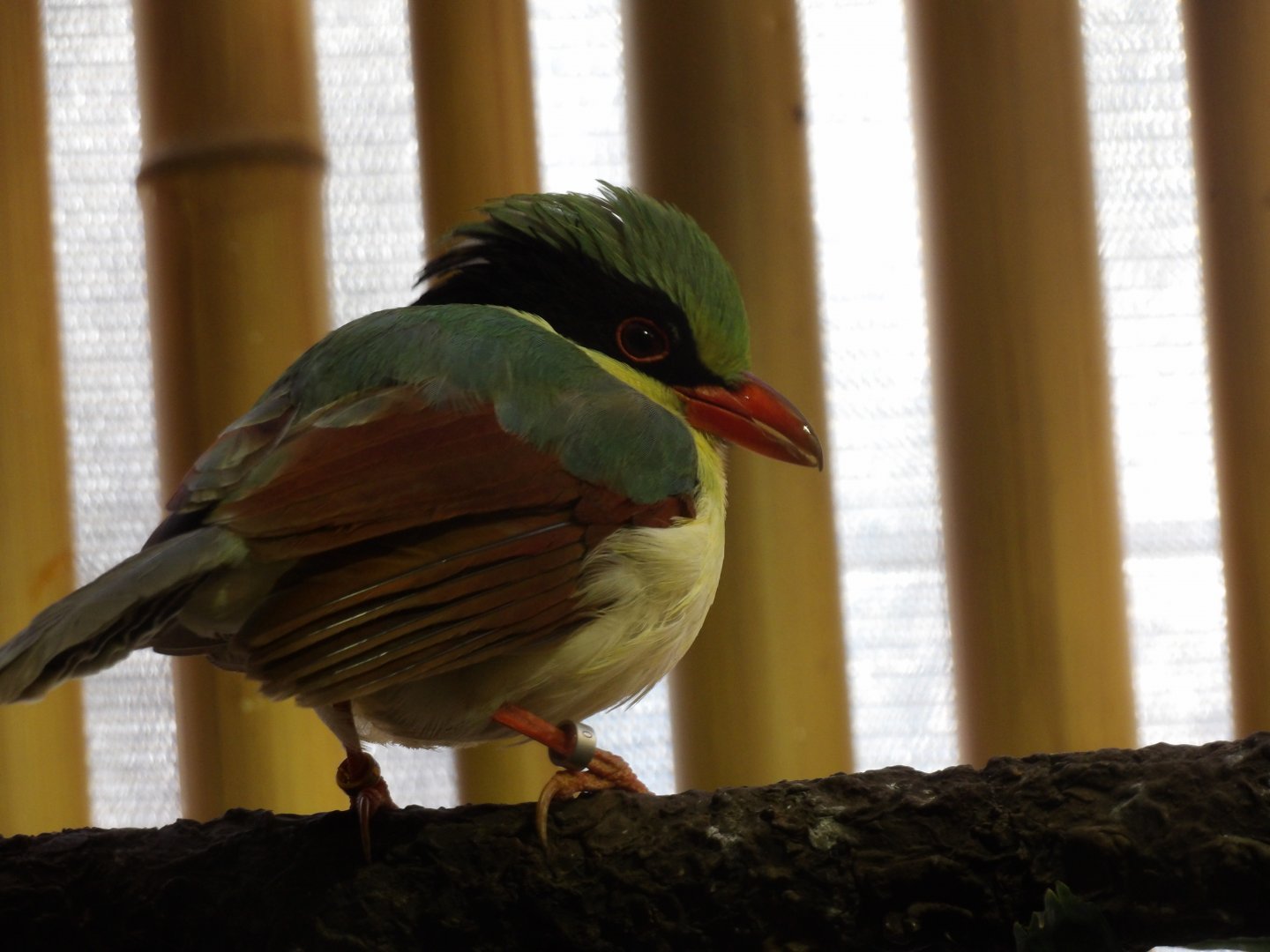 Indochinese Green Magpie(Cissa hypoleuca)