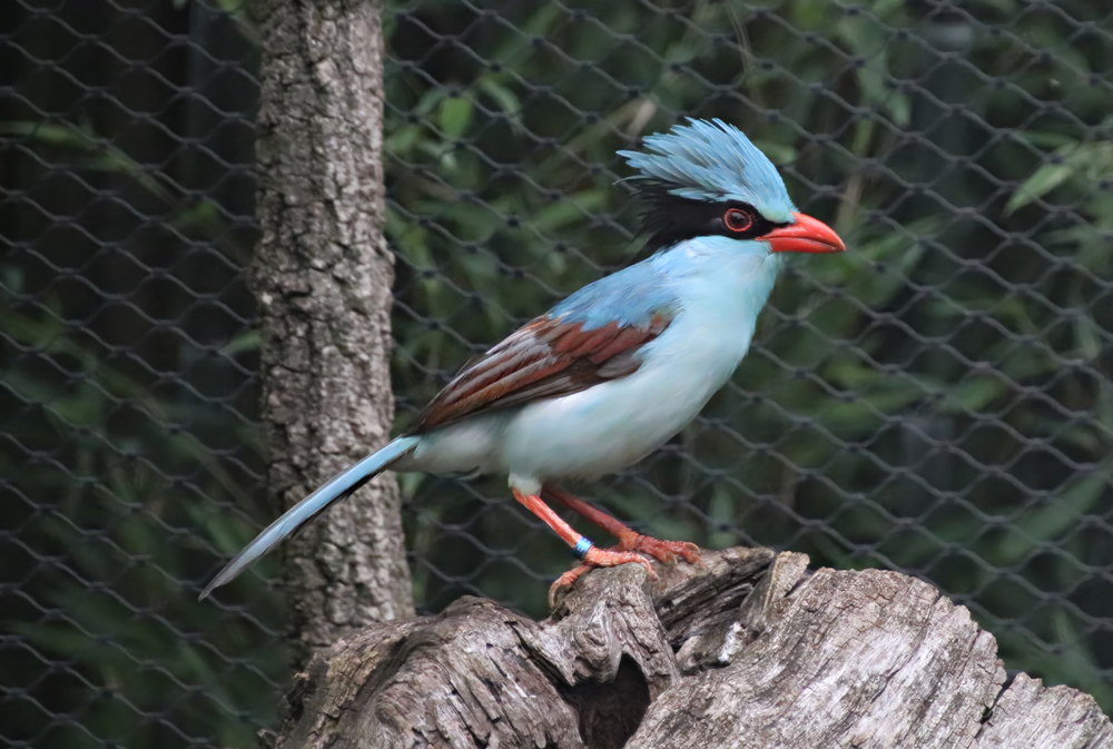 Indochinese green magpie (Cissa hypoleuca)