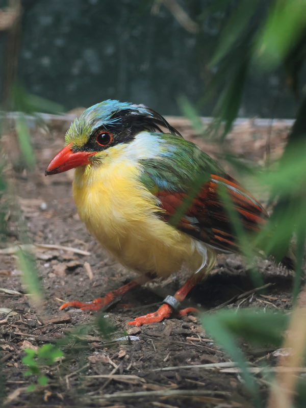 Indochinese Green Magpie (Cissa hypoleuca)