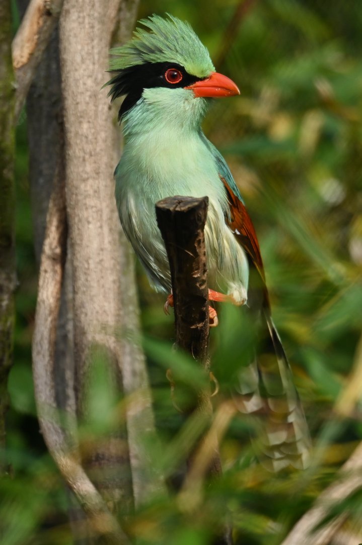 Indochinese Green Magpie Cissa hypoleuca