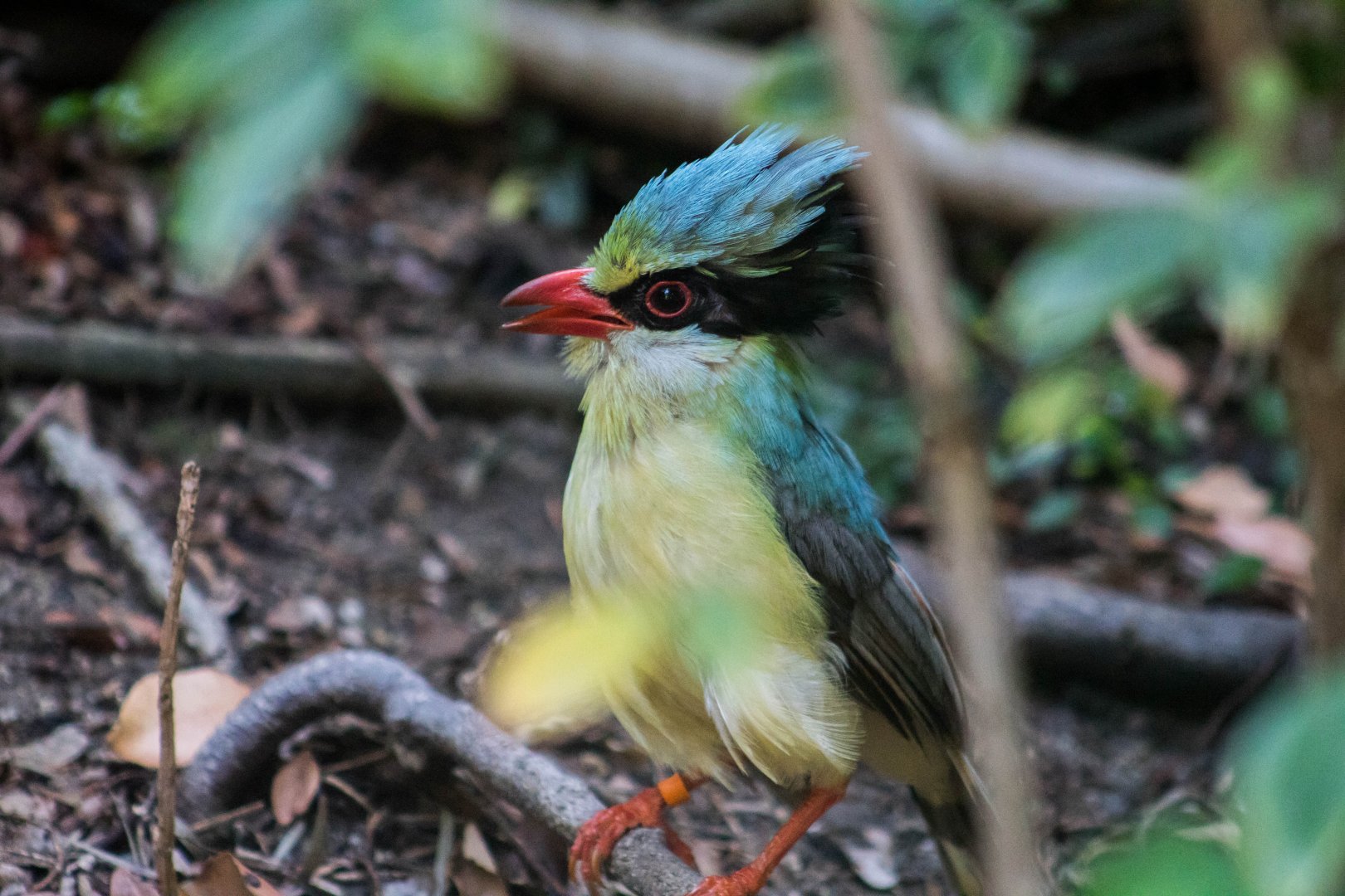 Indochinese green magpie