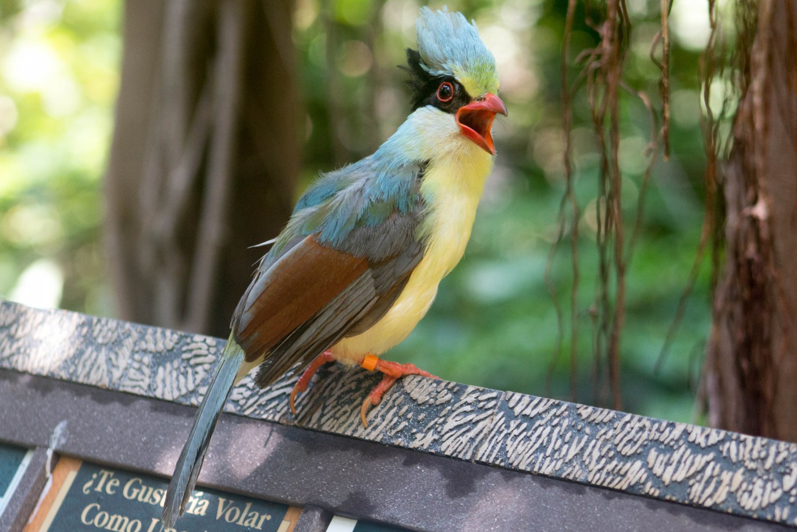 Indochinese green magpie