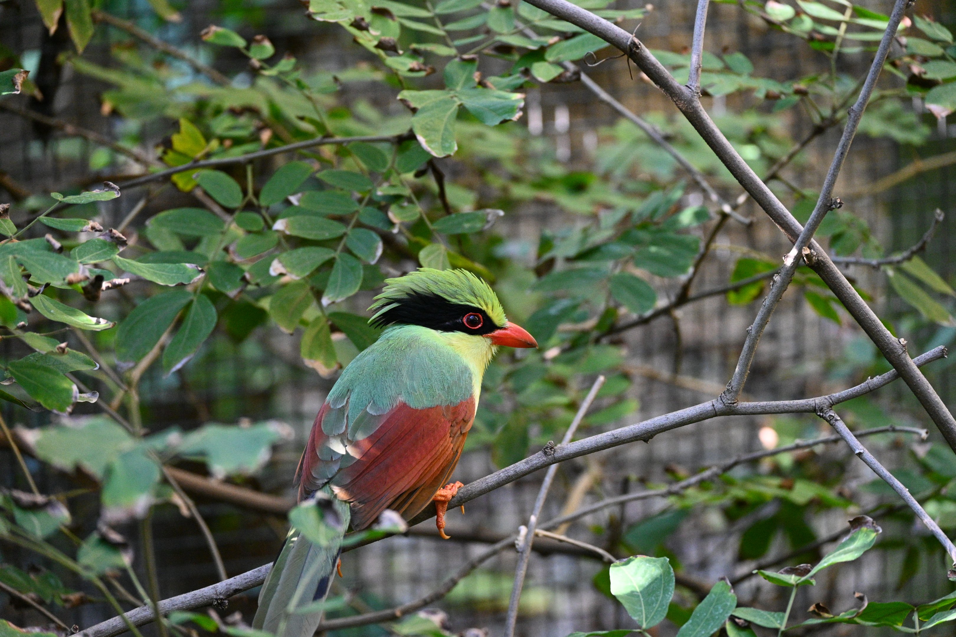 Indochinese Green Magpie