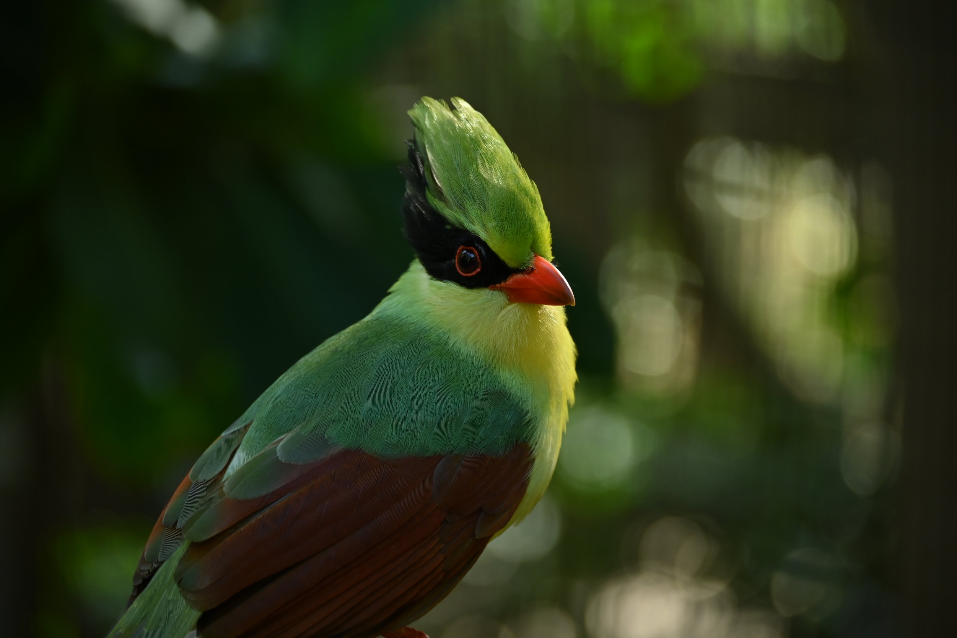 Indochinese Green Magpie