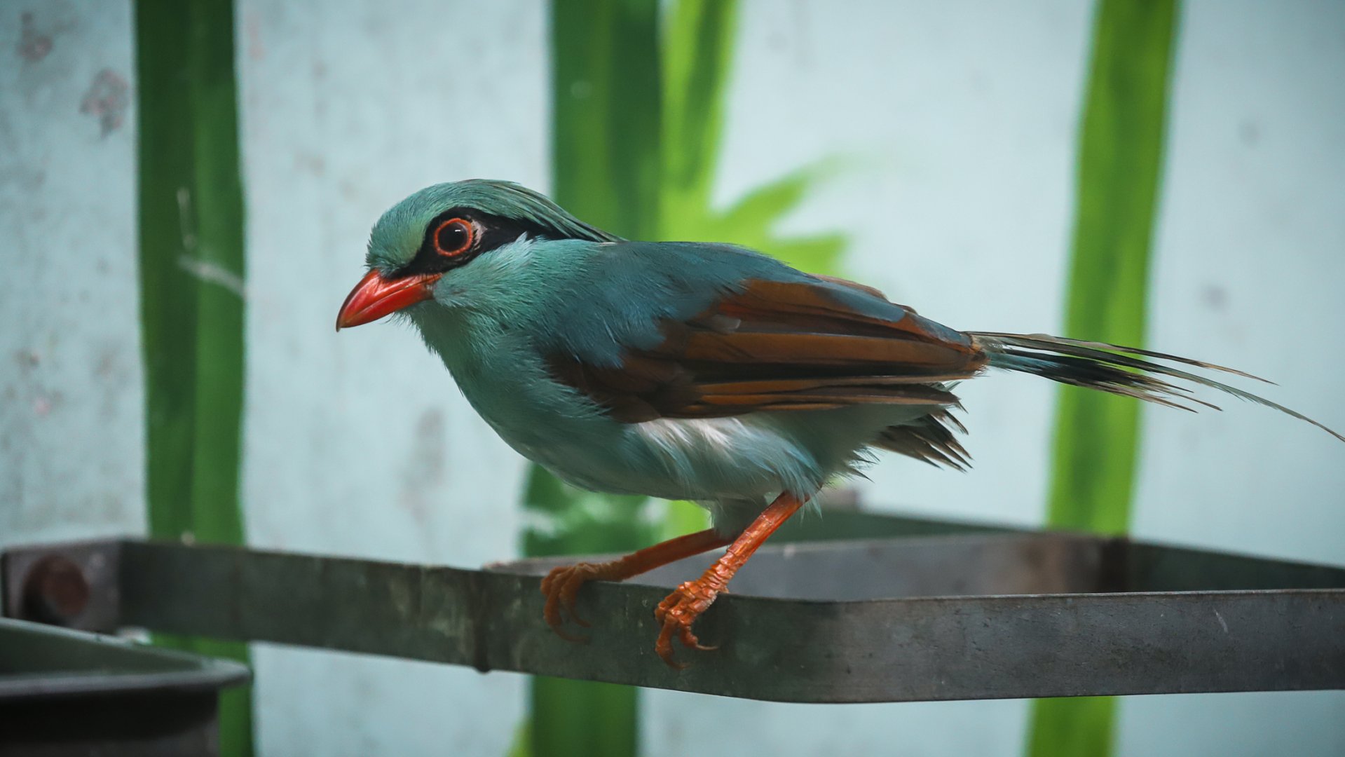 Indochinese Green Magpie