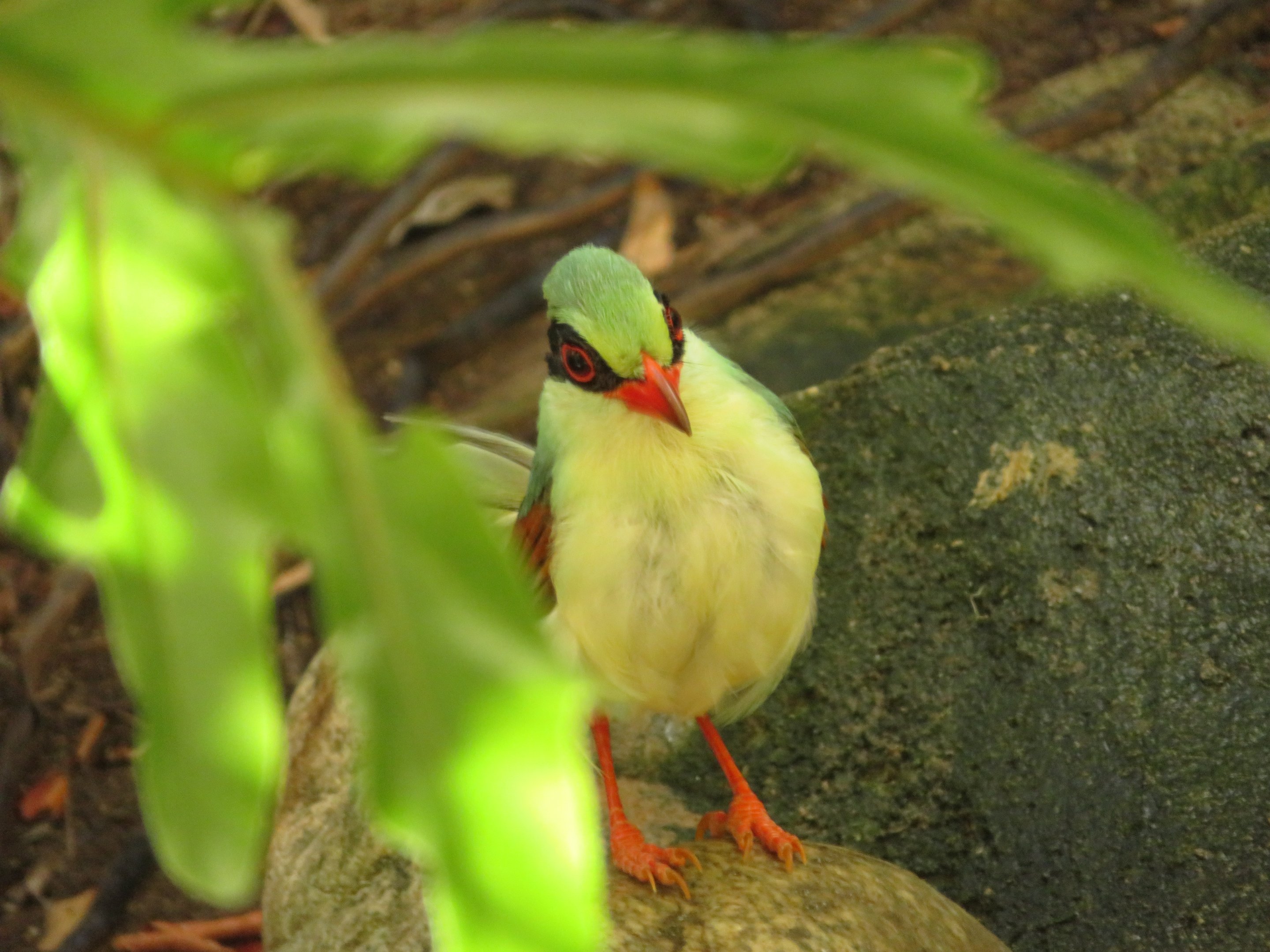 Indochinese Green Magpie