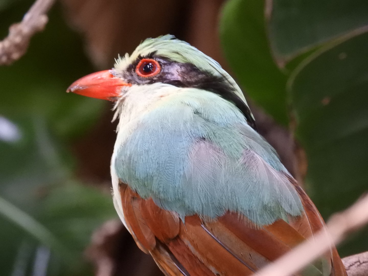 Indochinese green magpie