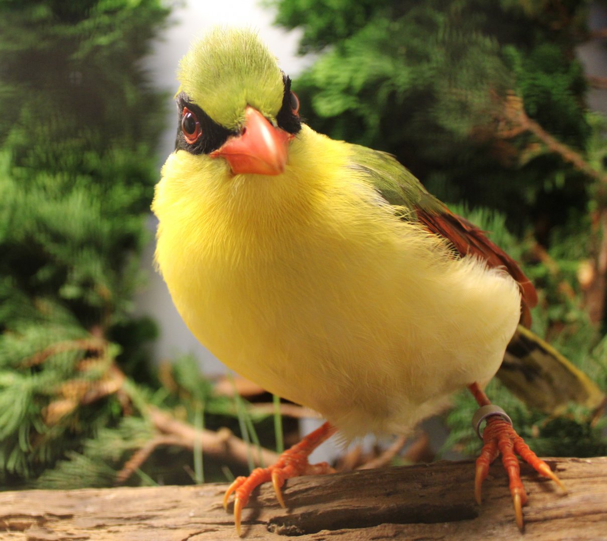 Indochinese green magpie