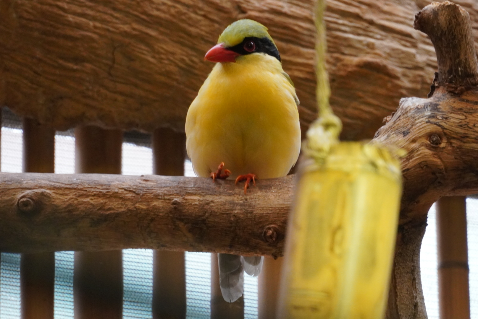 Indochinese Green Magpie