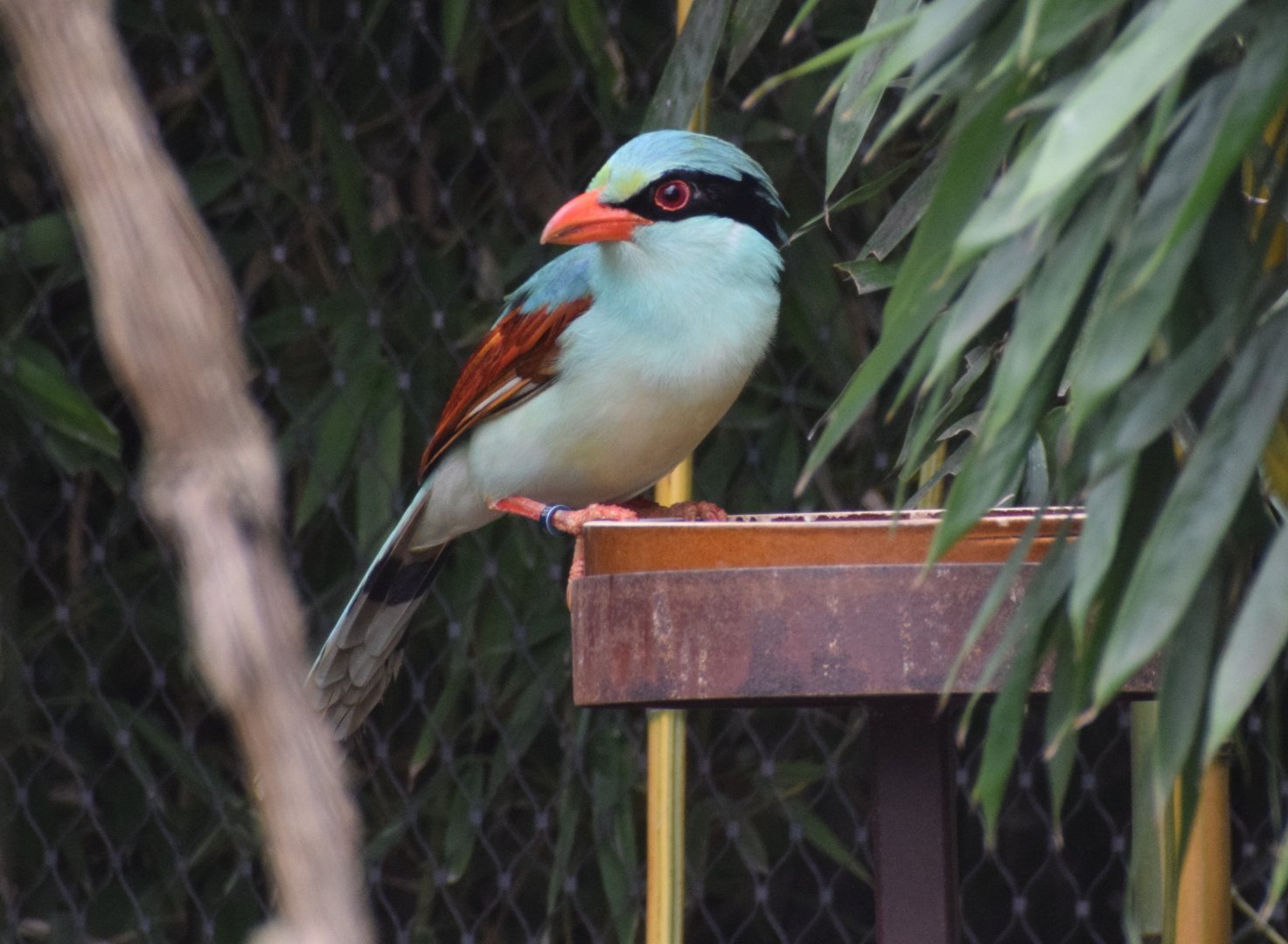 Indochinese green magpie